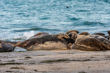 A harbor seal colony resting on a sandbank near the ocean. Picture from Falsterbo in Scania, southern Sweden