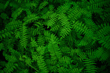 green fern leaves
