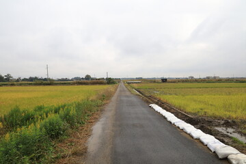 Fototapeta na wymiar 雨の田舎道