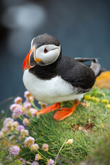 Puffin birds in Latrabiarg cliff, Iceland