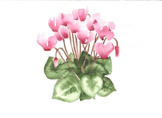 Watercolor of the cyclamens flowers isolated on the white background.
