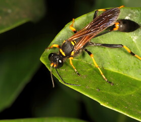 A macro photograph of a Black and yellow mud dauber standing on a green leaf.