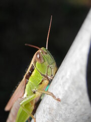 金属の棒につかまっているイナゴの顔