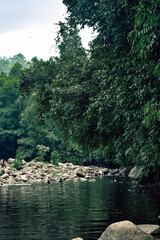 river in the forest