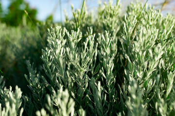 Centaurea cineraria is a Latin name, a fancy street plant, Colchester white for a flower garden, a beautiful aquamarine color, large and thick petals of a small Bush.