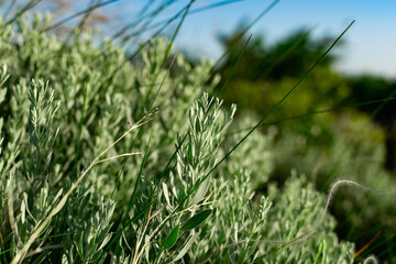 Centaurea cineraria is a Latin name, a fancy street plant, Colchester white for a flower garden, a beautiful aquamarine color, large and thick petals of a small Bush.
