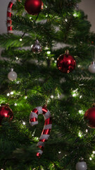 Candy cane hanging on the christmas tree |  Bastón de caramelo colgado en el árbol de navidad