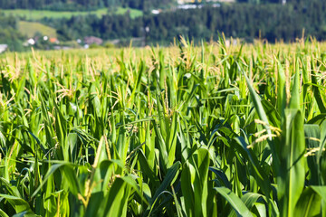 Mais Monokultur