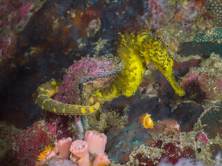 Yellow tigertail seahorse on a seashell (Richelieu Rock, Surin, Thailand)