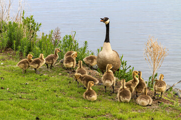 Kanada Gans mit Küken