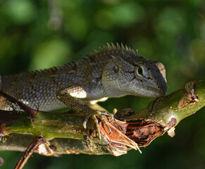 lizard on the tree