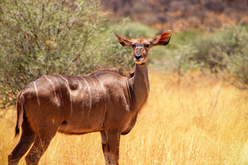 Greater kudu ( woodland antelope) standing in African bushes.