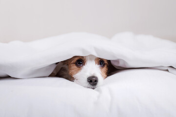 the dog is resting in the bed. Sweet Jack Russell Terrier. Sleepy pet