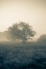 Fototapeta na wymiar misty morning in nature