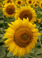 Fototapeta premium Blooming sunflower field background during sunset. Selective focus