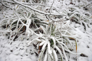 Snow covered grasses and bush branches