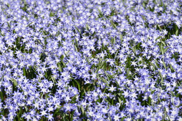 Naklejka premium Blaustern, Blausternblüte, Blumenwiese, Hintergrundbild, Deutschland, Europa
