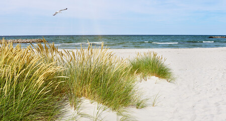 Ostsee Strand mit Dünen und Möwe im Sommer