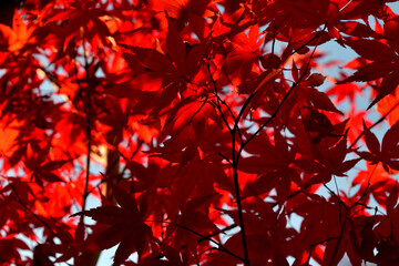 Japanese palmate maple with its distinctive red leaves during the fall season.