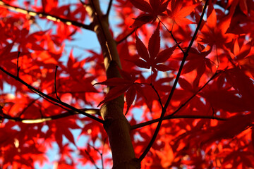 Japanese palmate maple with its distinctive red leaves during the fall season.