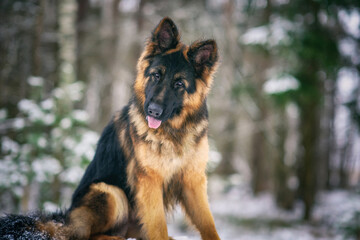 Portrait of a German long-haired shepherd dog in the forest in winter, close-up.