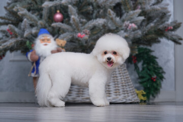 bichon frieze after grooming procedures in the salon for animals and the background of the christmas tree.