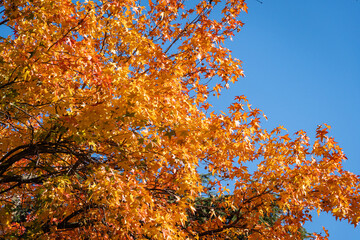 Red and orange autumn leaves of Liquidambar styraciflua, commonly called American sweetgum (Amber tree), set against a blue sky. Sunny winter December day in Sochi. Nature concept for design.