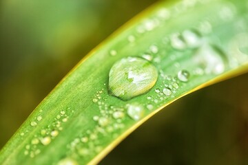 leaf on ground covered with raindrops