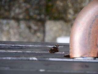 Schmetterling Admiral ruht sich aus