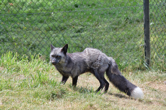 Red fox standing on the ground.    BC Canada
