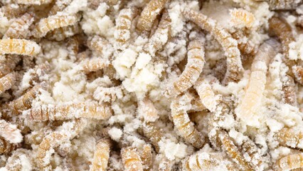 Many earthworms crawling together closeup photo