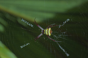 spider on web