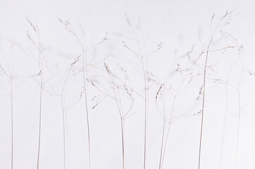 Simple autumn background - panicles of dry fluffy beige grass on white wooden board, top view.