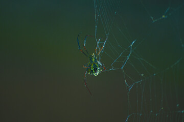 spider on web