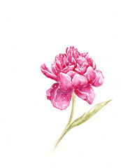 Watercolor of a red peony flower isolated on the white background.