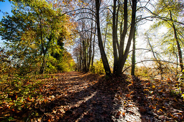 autumn in the forest
