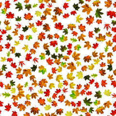 Leaf pattern seamless. Colorful maple foliage. Season leaves fall background. Autumn yellow red, orange leaf isolated on white.