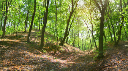 Summer leafy forest. Glade of deciduous forest on a sunny summer day. Nature background 