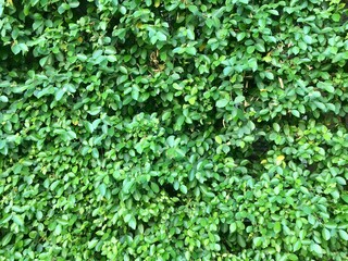 Obraz premium green ivy leaves