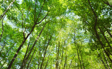 Summer leafy forest. Deciduous forest on a sunny summer day. Nature background 