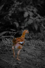 chicken on the ground