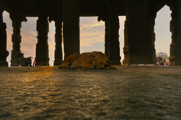 dog sleeping temple
