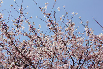 Pink cherry blossom(Cherry blossom, Japanese flowering cherry) on the Sakura tree. 