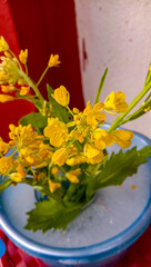 Salads Flowers and Plants and Leaves Garden Nature 