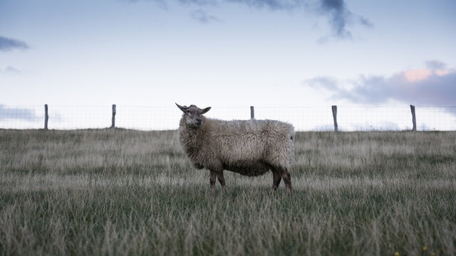 Schaf steht auf Wiese Abendstimmung
