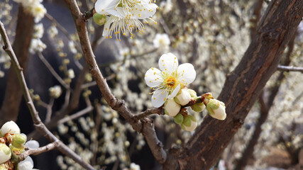 Apricot flower on nature background