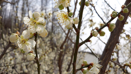 Apricot flower on nature background