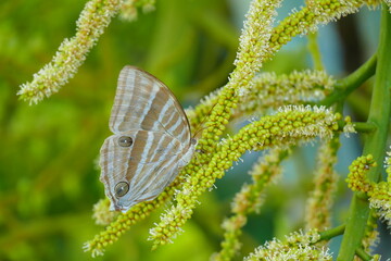 A small insect with an unusual rust-colored bark climbing leaves against a blurred light green background.