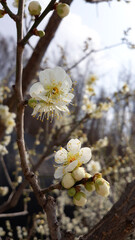 Apricot flower on nature background