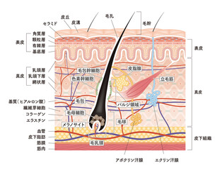 Cross section of the skin 11 front